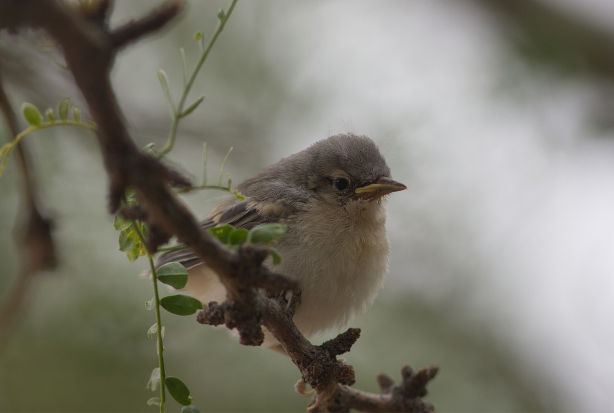 Paruline de Lucy - ML646459346