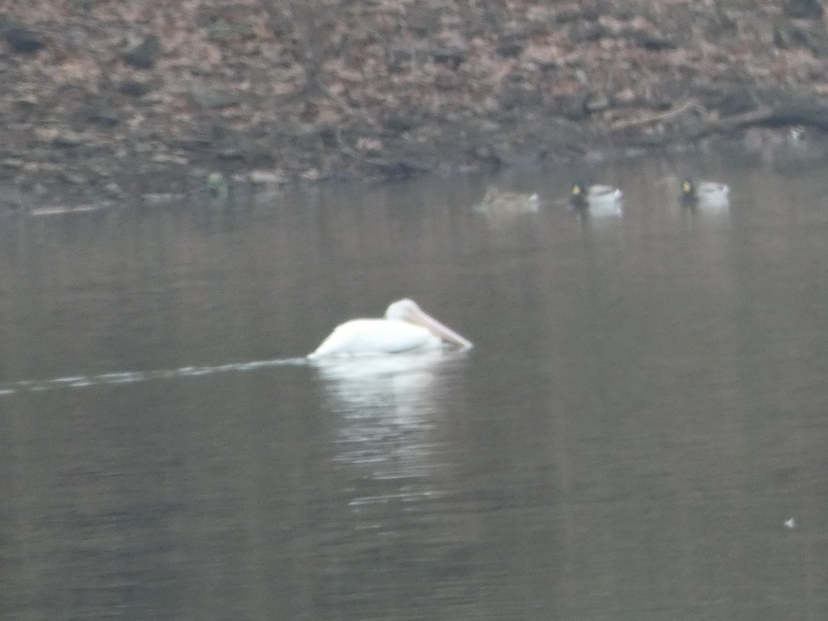 American White Pelican - ML646459347