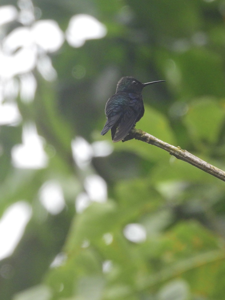 Crowned Woodnymph - ML646459348