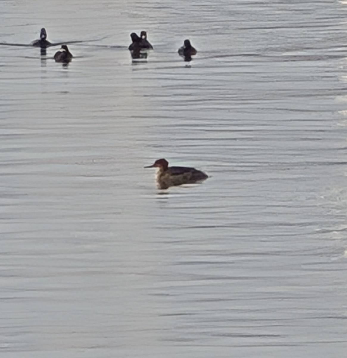 Red-breasted Merganser - ML646459349