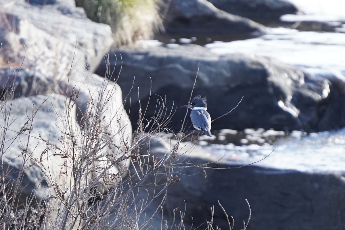 Belted Kingfisher - ML646459350