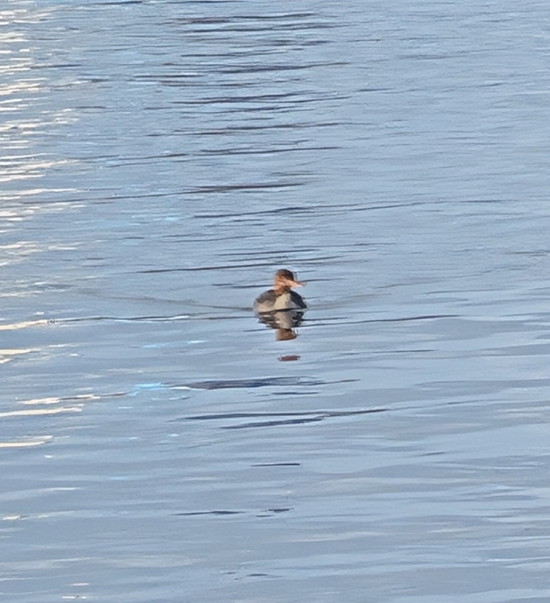 Red-breasted Merganser - ML646459353