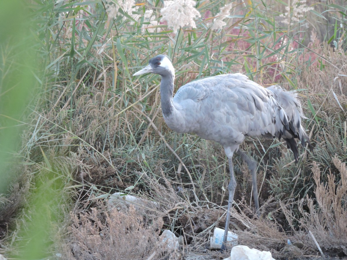 Common Crane - ML646459355