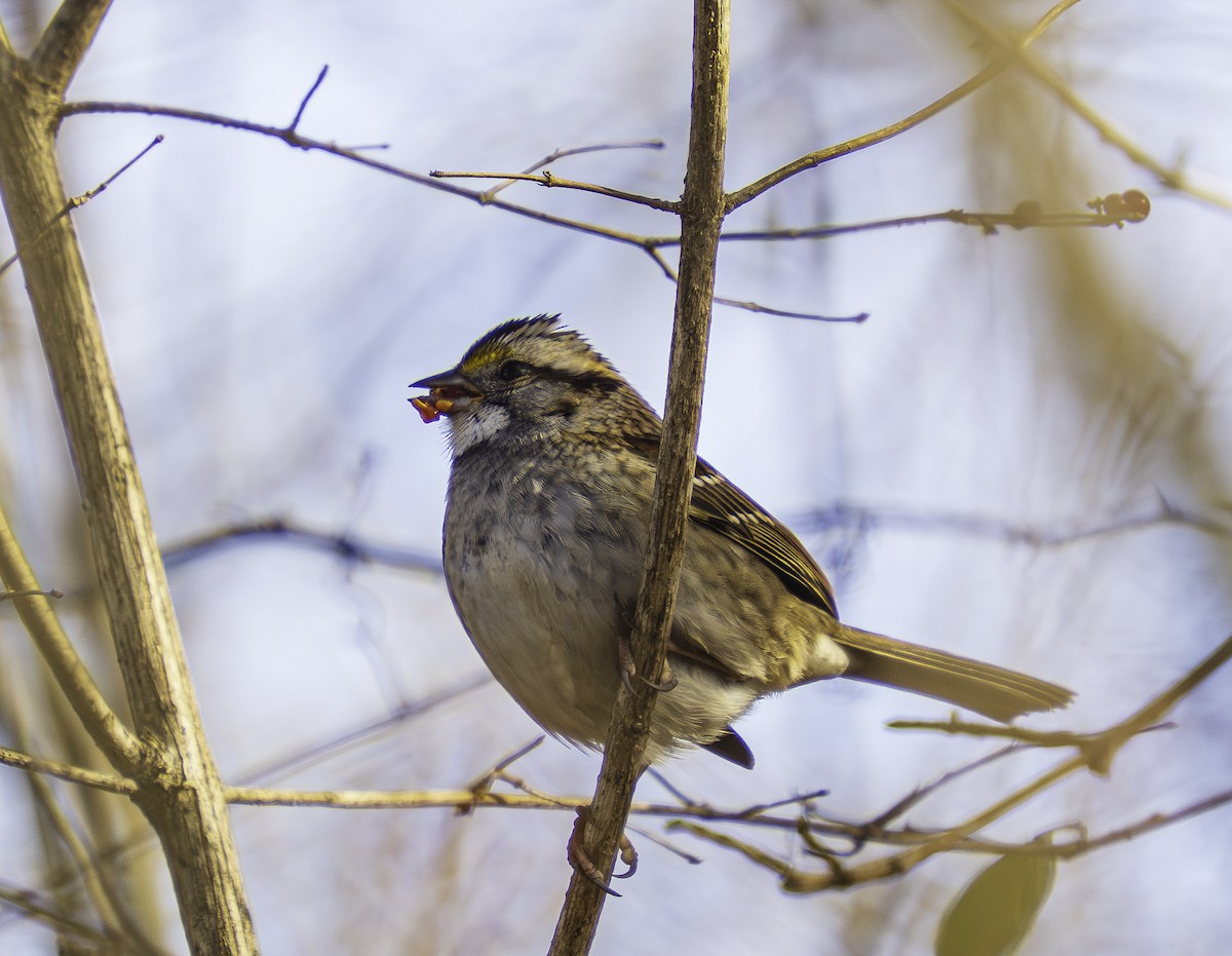 White-throated Sparrow - ML646459356
