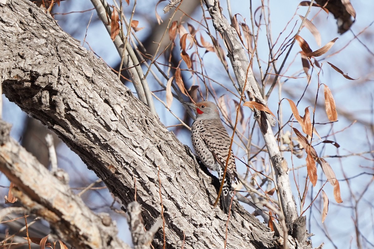 Northern Flicker (Yellow-shafted x Red-shafted) - ML646459358