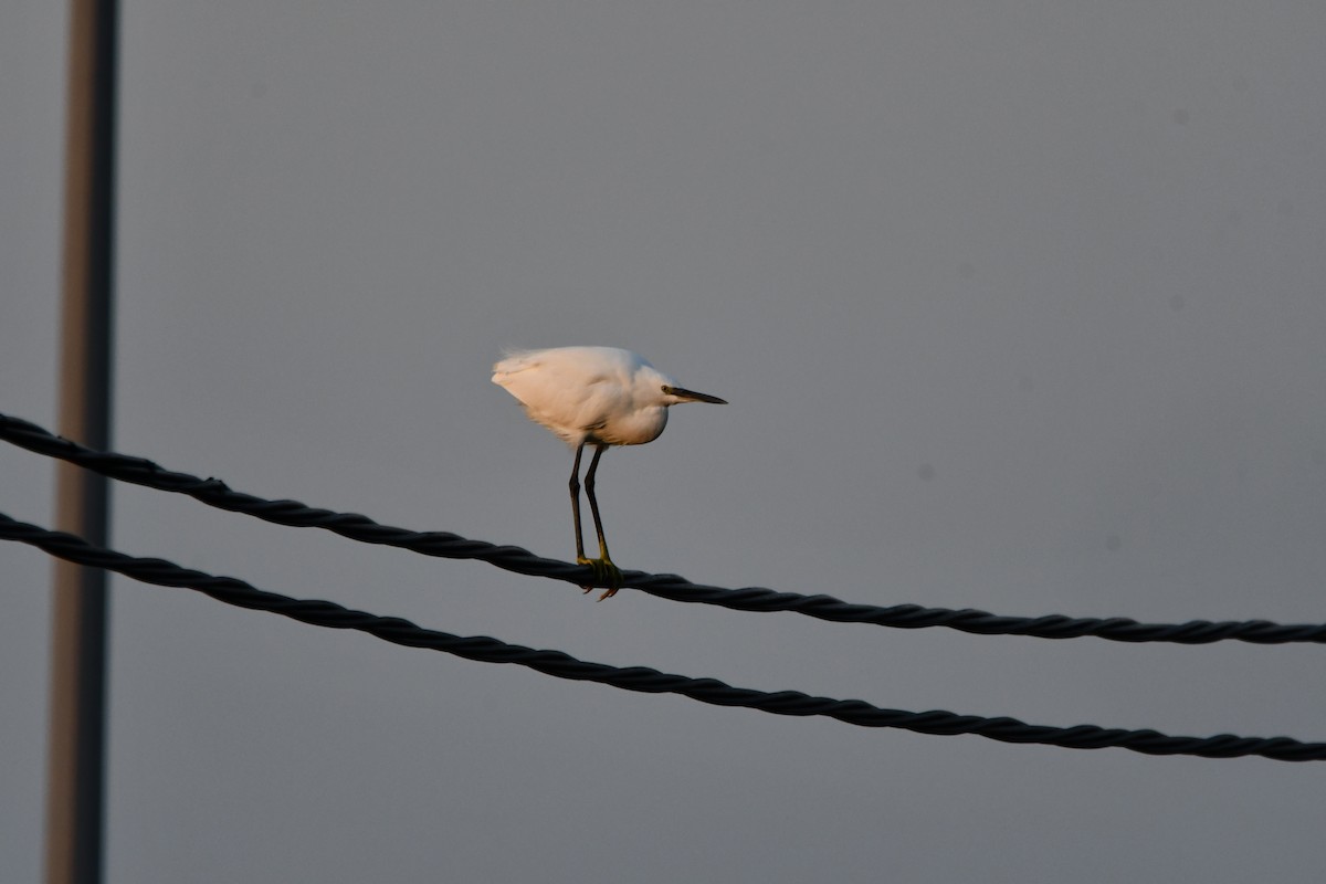 小白鷺 - ML646459359