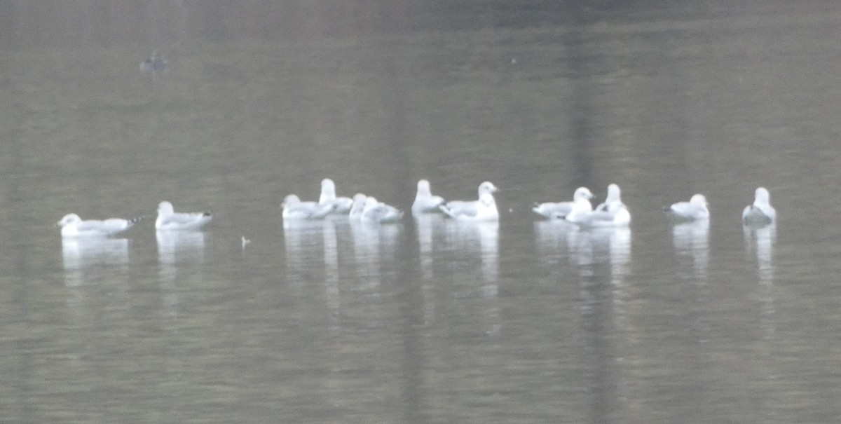 Ring-billed Gull - ML646459360