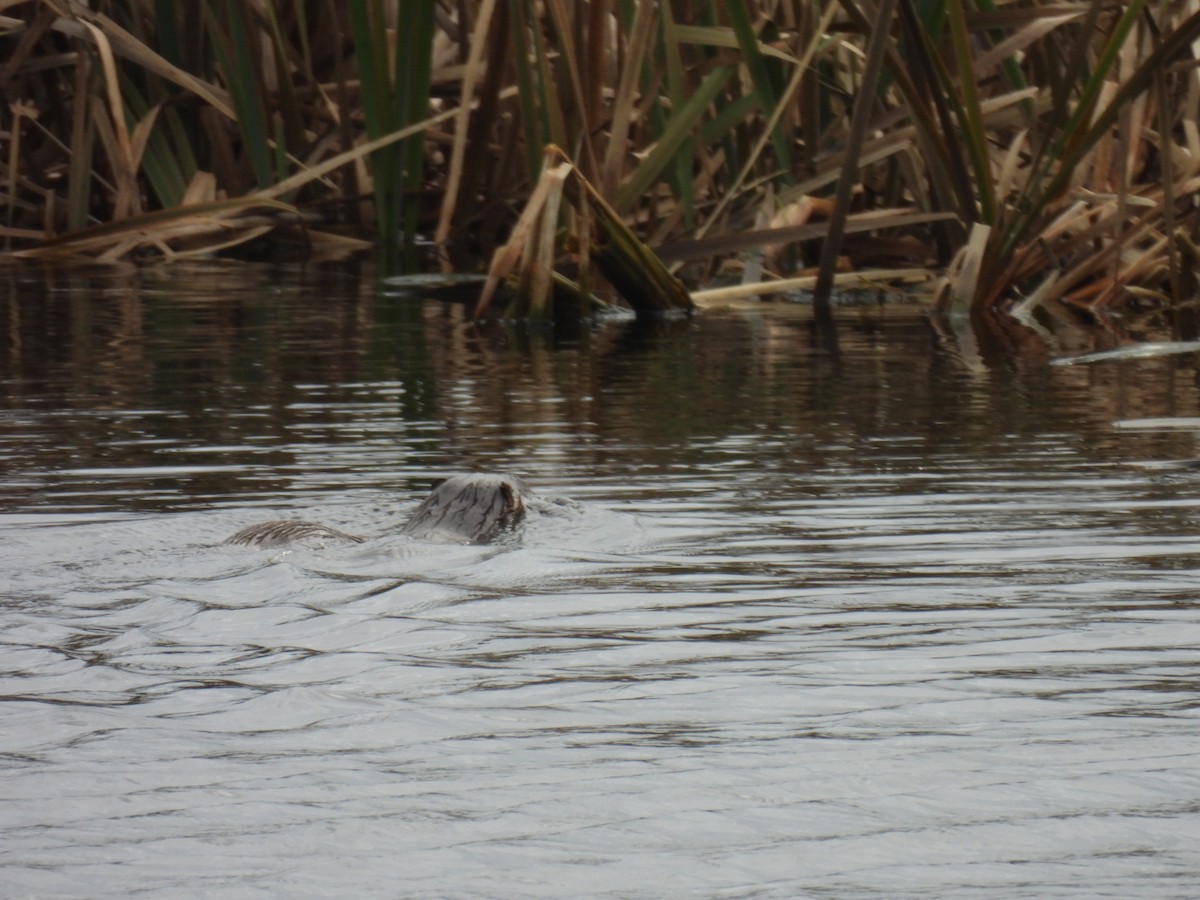 歐亞水獺 (水獺) - ML646459362
