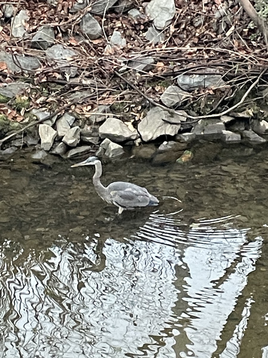 オオアオサギ - ML646459369