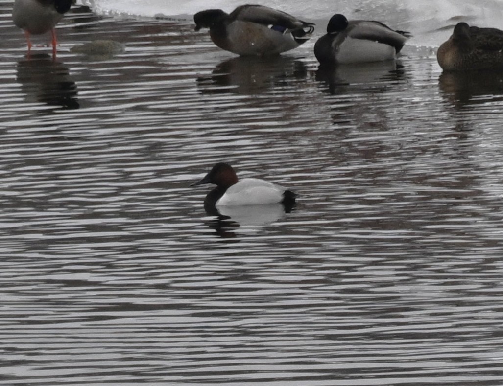Canvasback - ML646459370