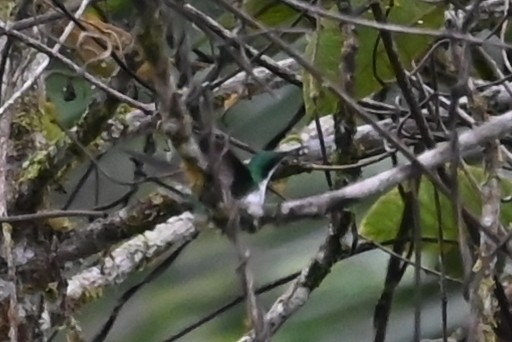 Purple-crowned Fairy - ML646459375