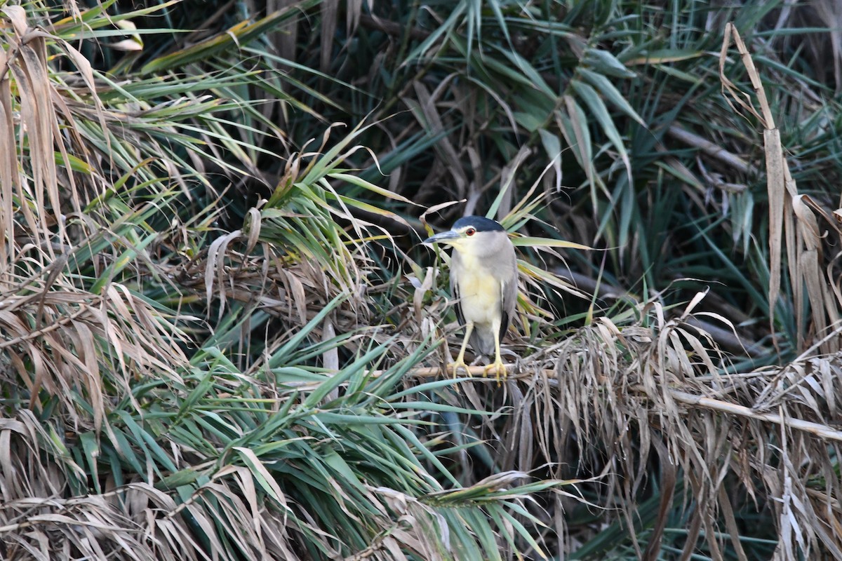 夜鷺 - ML646459377