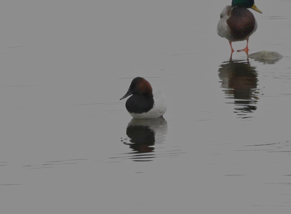 Canvasback - ML646459378