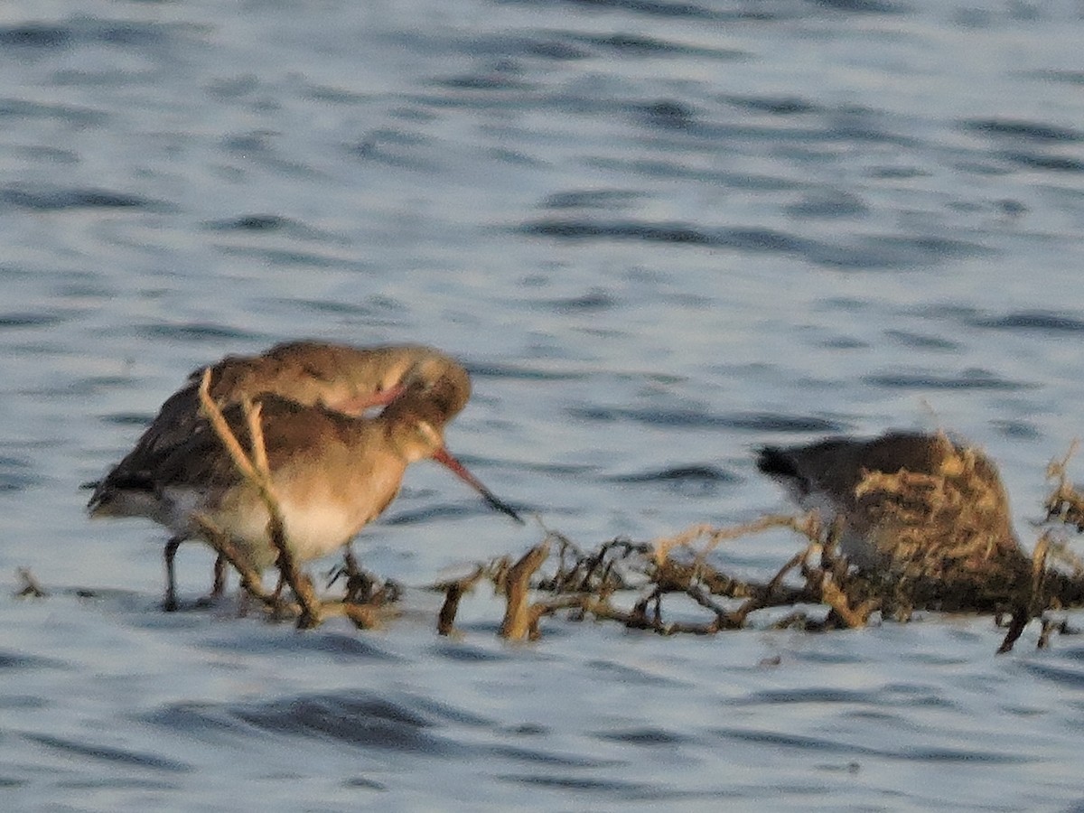 Black-tailed Godwit - ML646459380