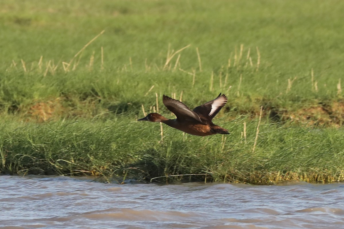 Southern Pochard - ML646459385