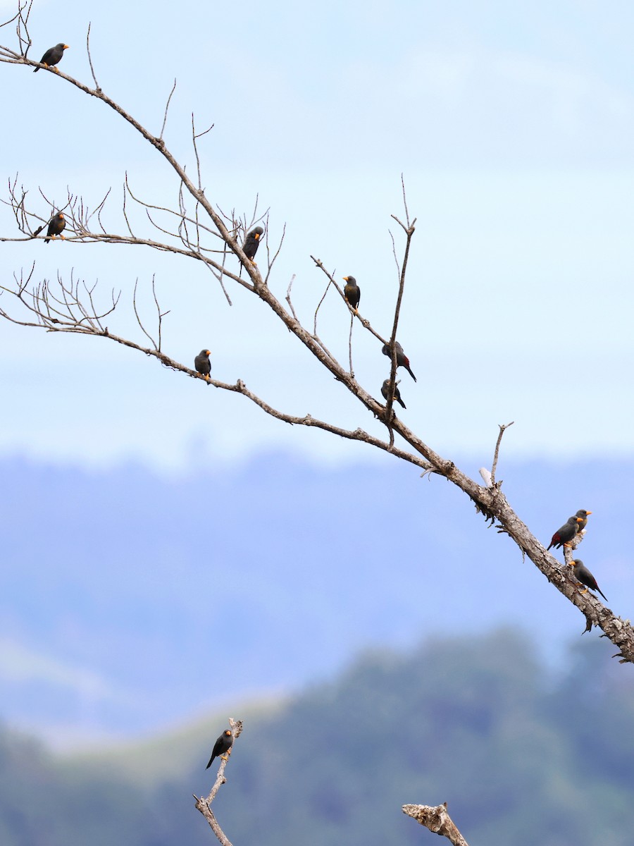 Kocabaş Çiğdecisi - ML646459387