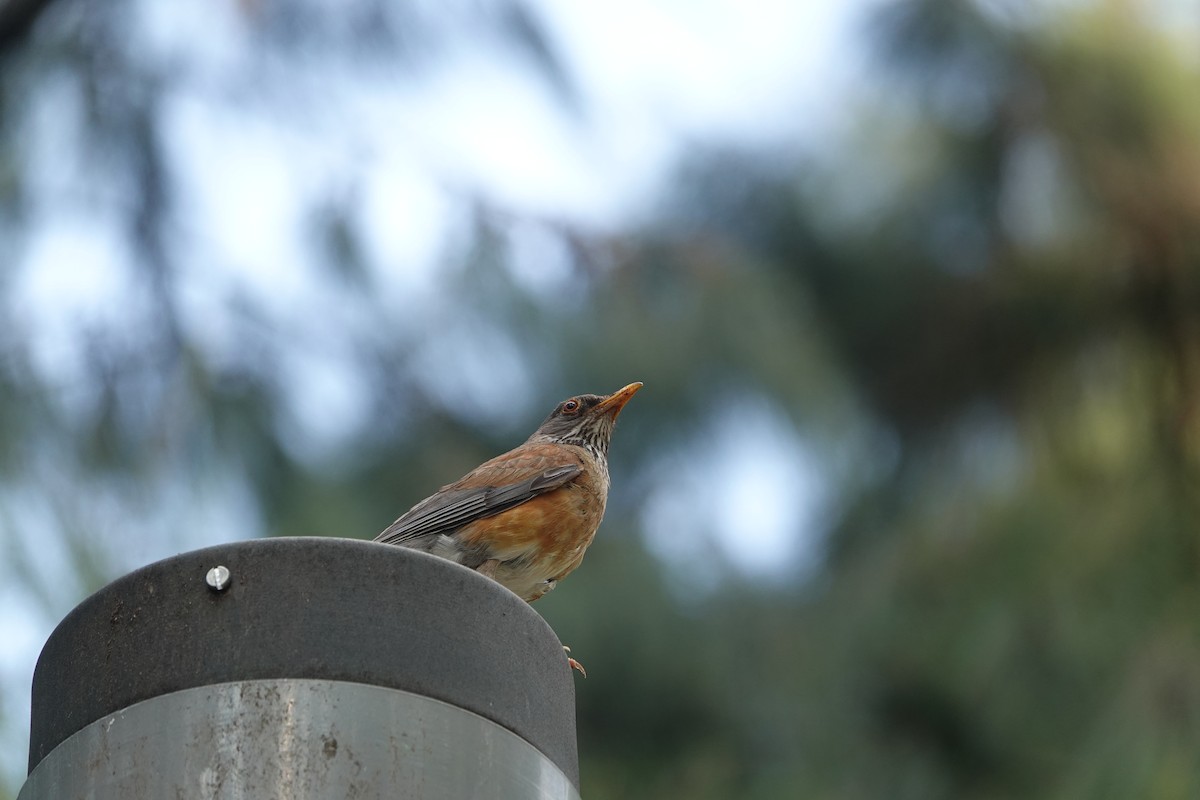 Rufous-backed Robin - ML646459389