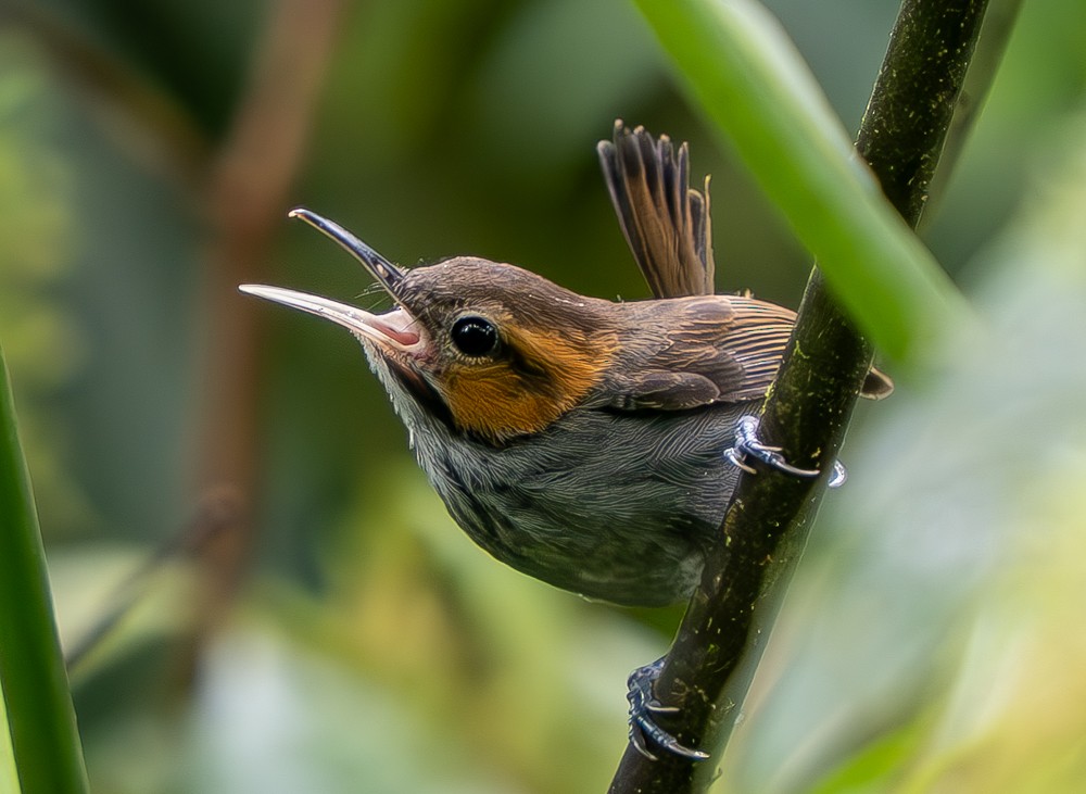 Tawny-faced Gnatwren - ML646459391
