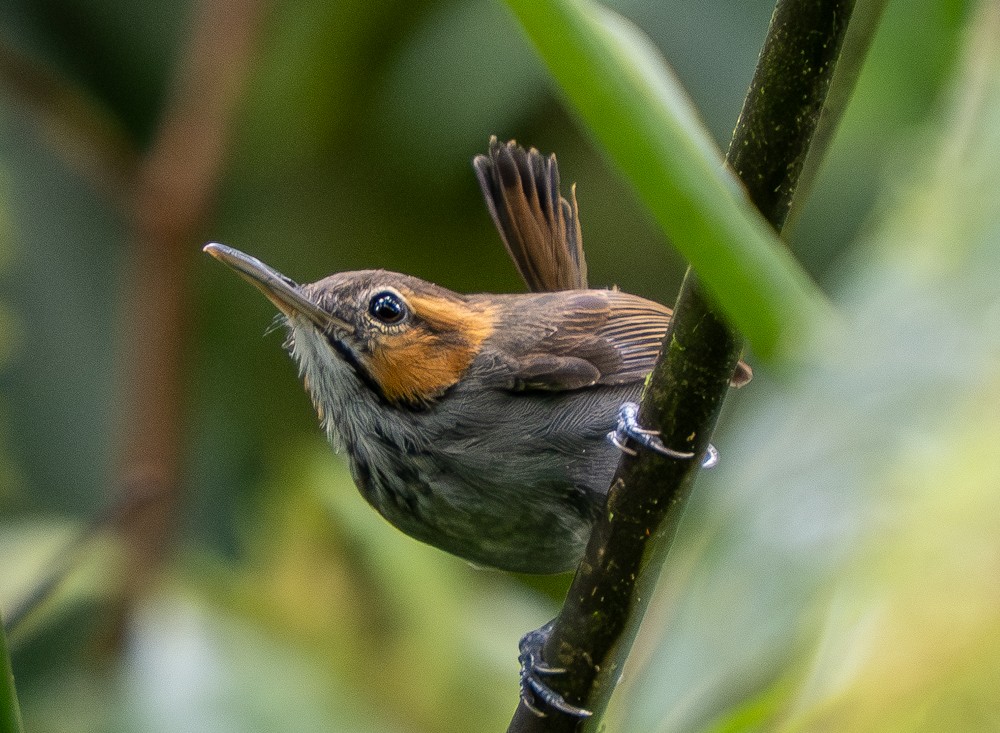 Tawny-faced Gnatwren - ML646459392