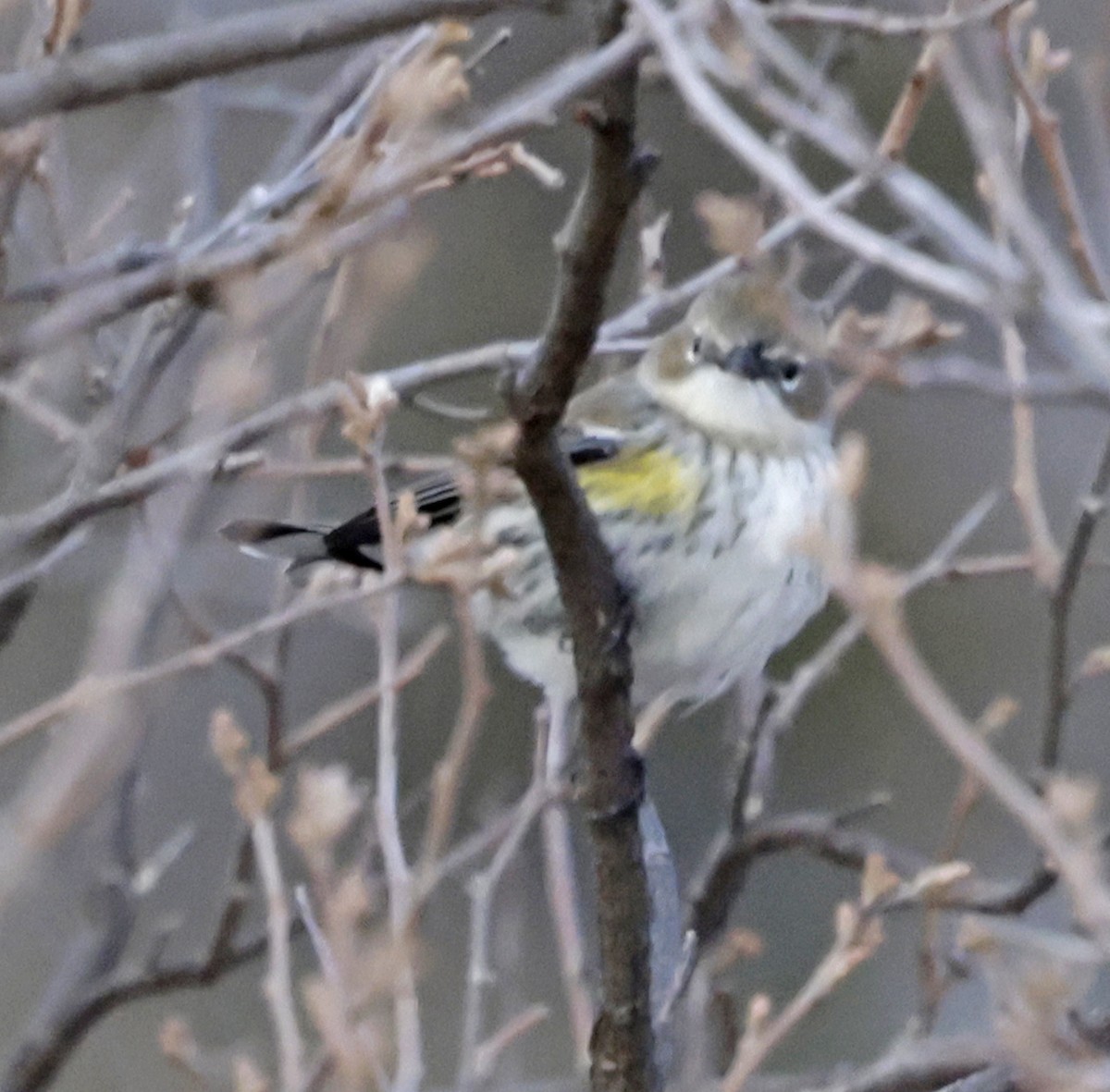 Yellow-rumped Warbler (Myrtle) - ML646459395