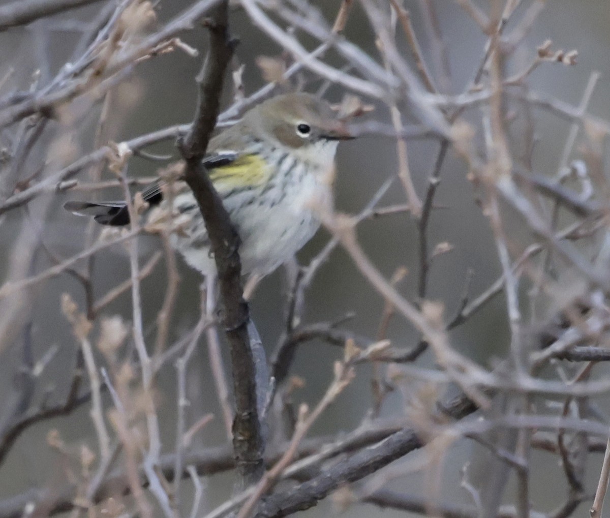 Yellow-rumped Warbler (Myrtle) - ML646459396