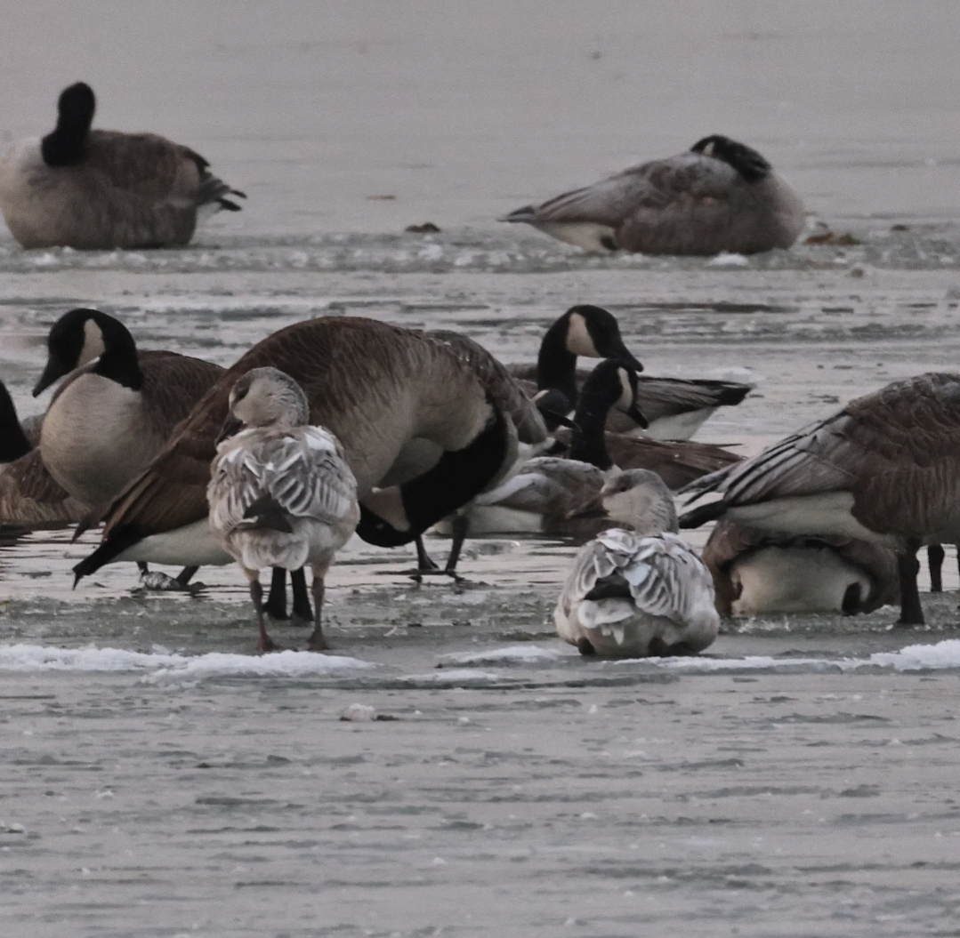 Snow Goose - ML646459397