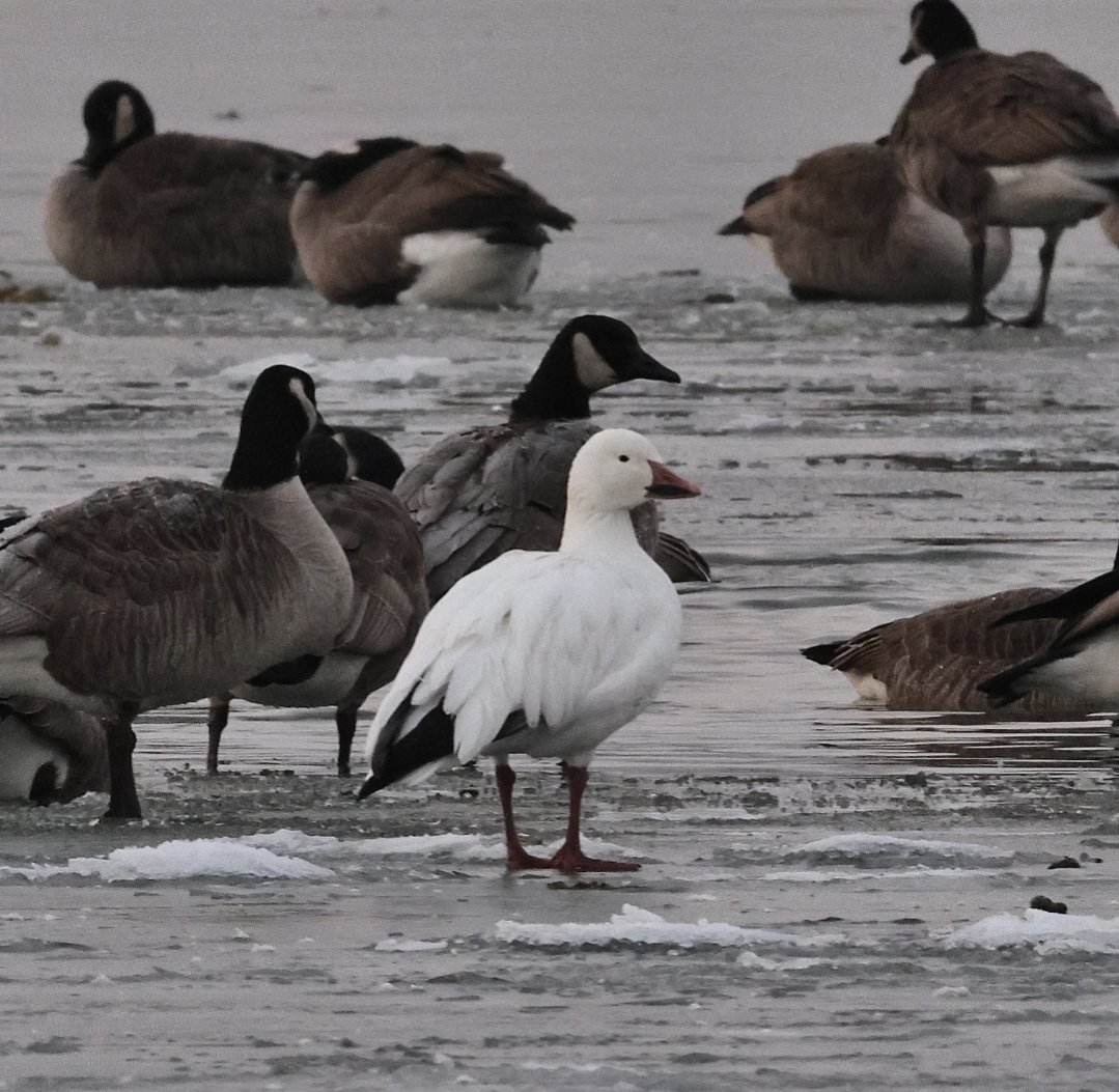Snow Goose - ML646459398