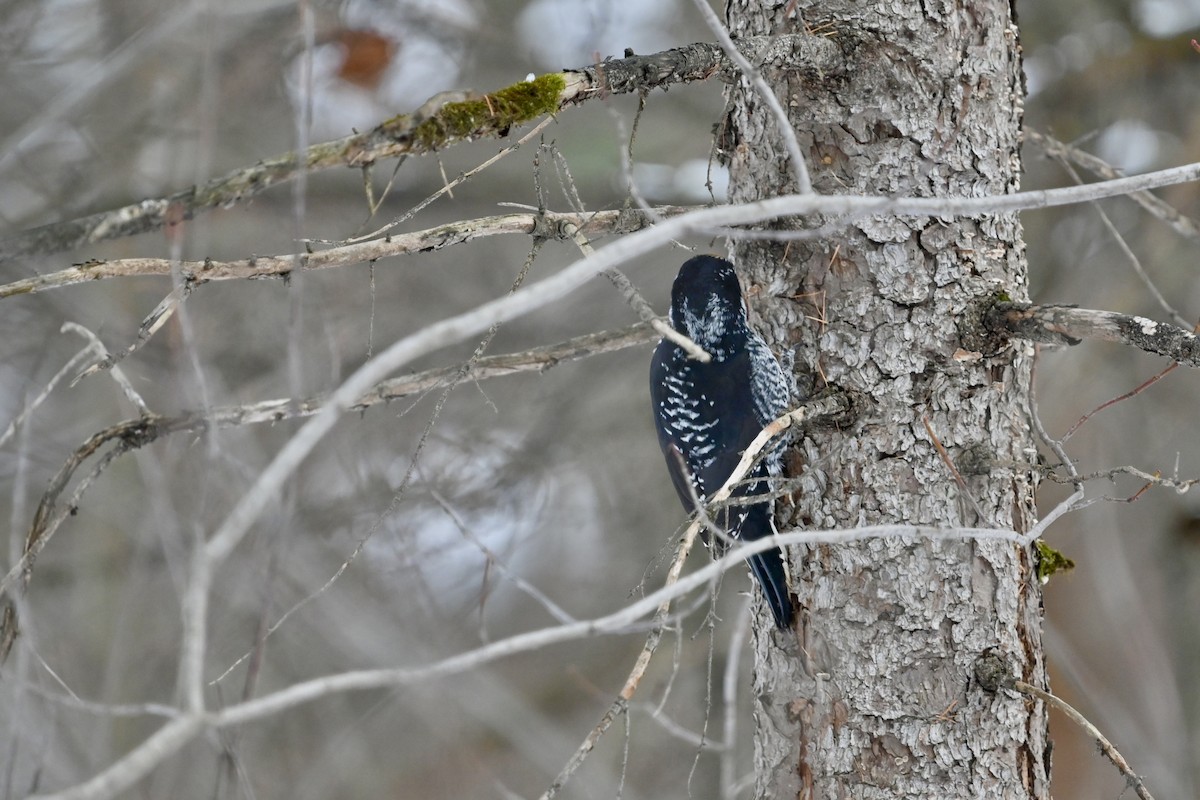 American Three-toed Woodpecker - ML646459401