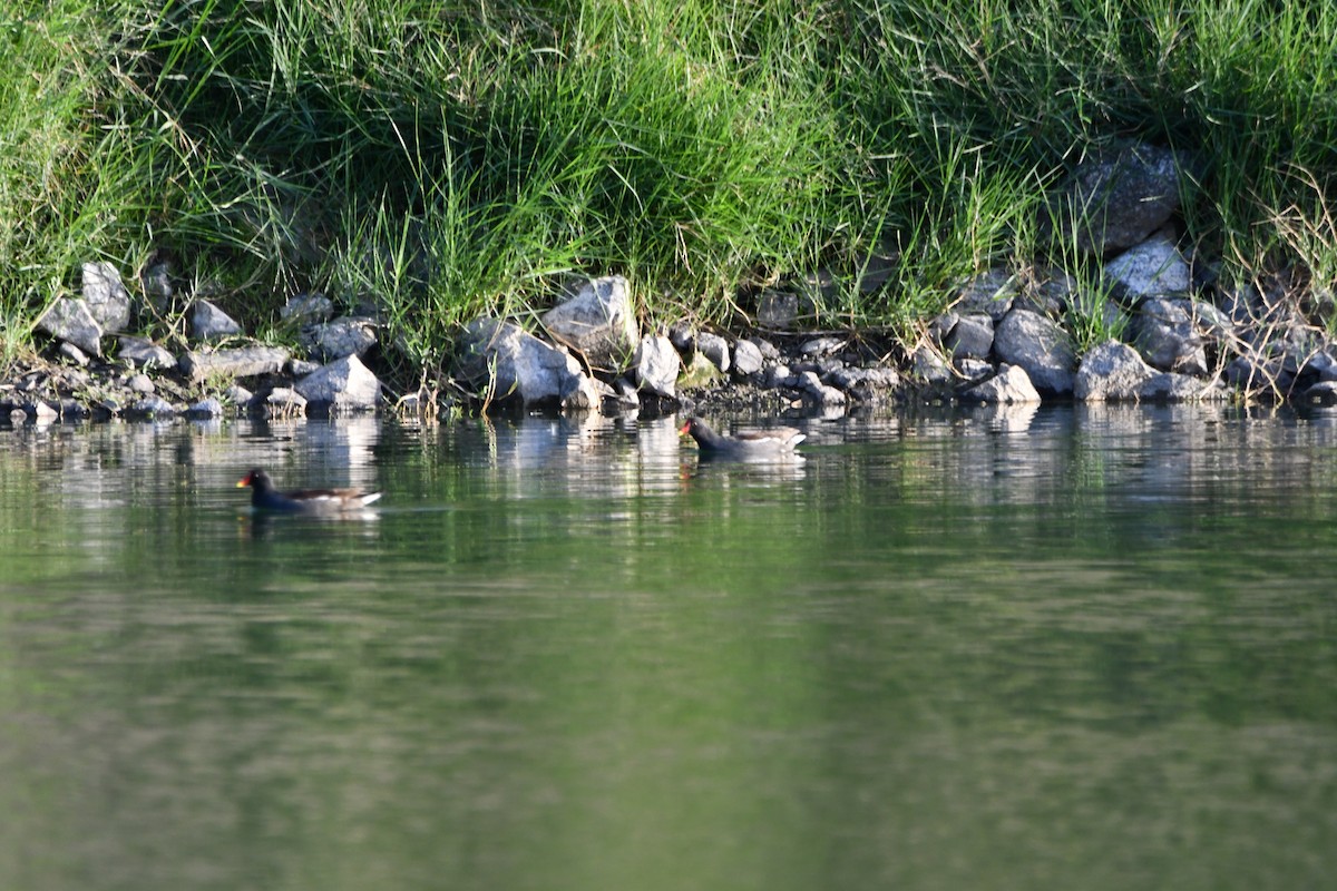 紅冠水雞 - ML646459403