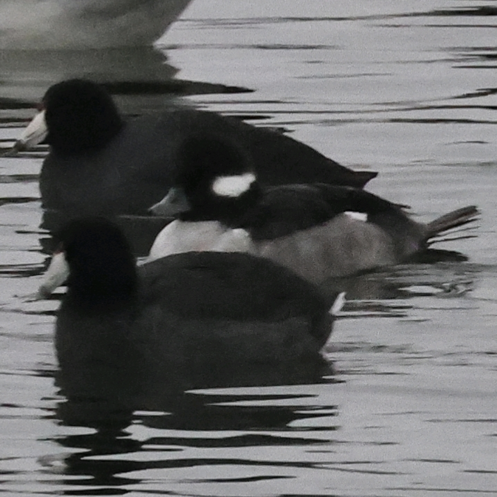 Bufflehead - ML646459404