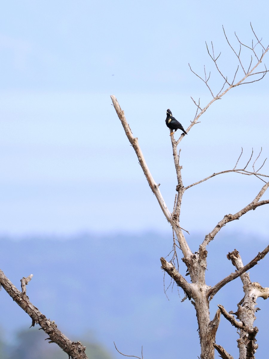 Selebes Çiğdecisi - ML646459406