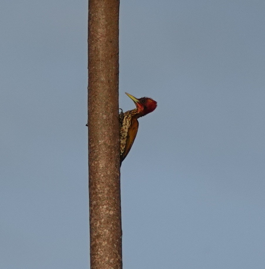 Red-headed Flameback - ML646459408