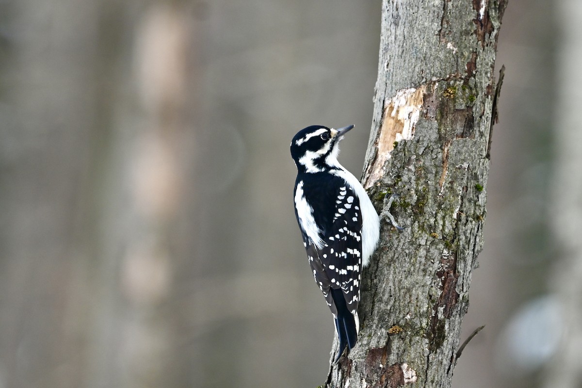 Hairy Woodpecker - ML646459412