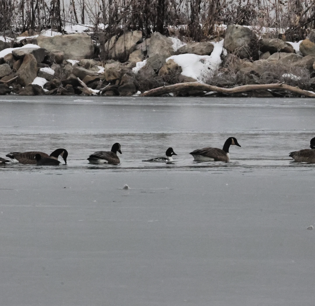 Common Goldeneye - ML646459413