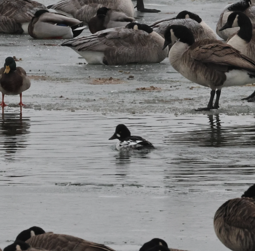 Common Goldeneye - ML646459414