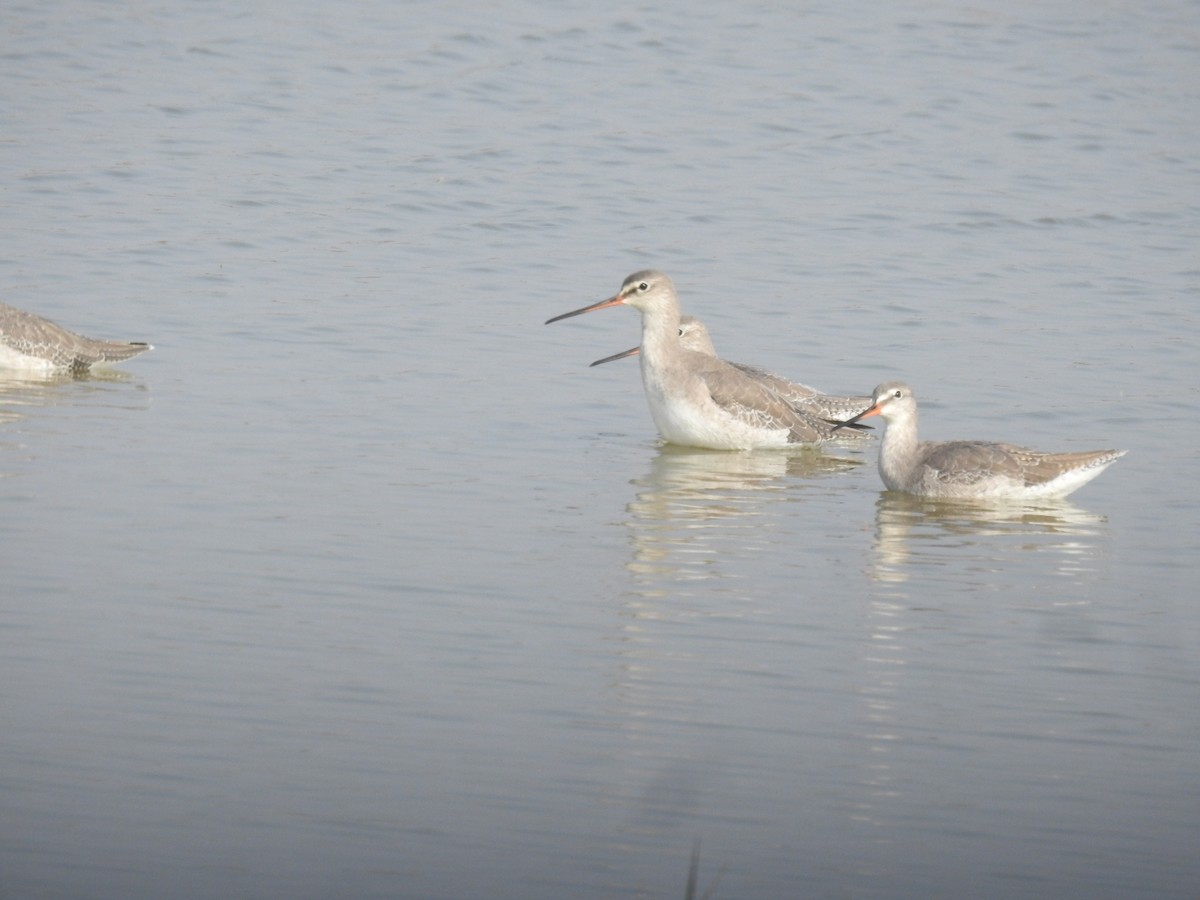 Spotted Redshank - ML646459415