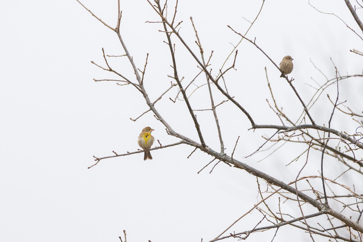 Dickcissel - ML646459416