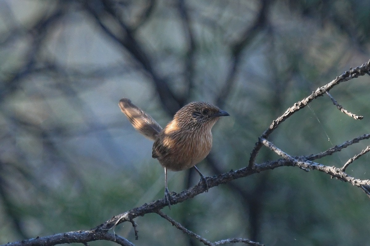 Dusky Grasswren - ML646459417