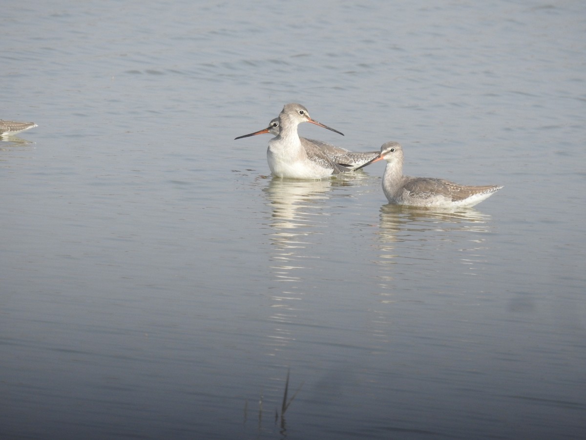 Spotted Redshank - ML646459418