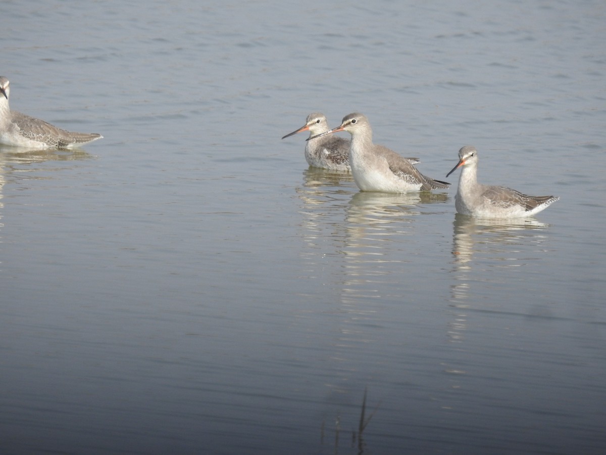 Spotted Redshank - ML646459419