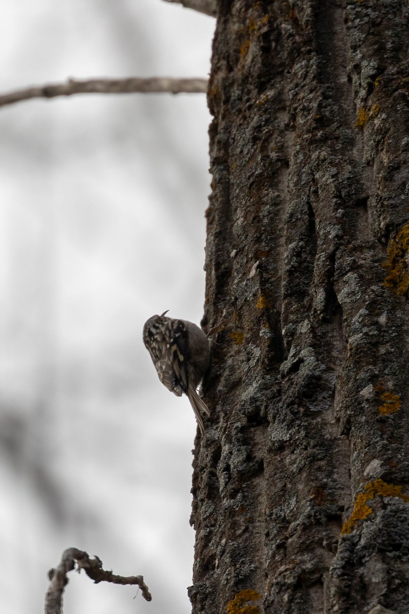 Short-toed Treecreeper - ML646459420