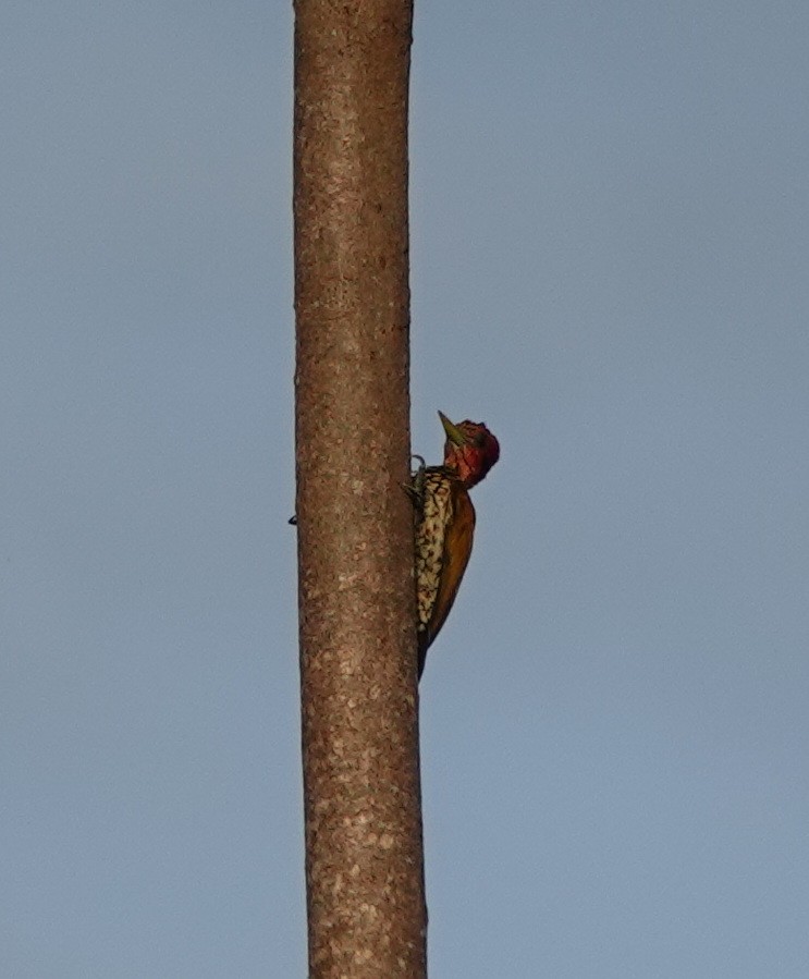 Red-headed Flameback - ML646459421
