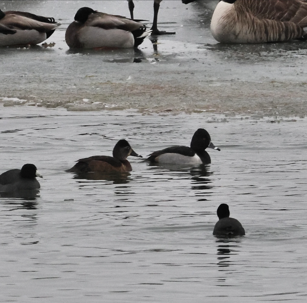 Ring-necked Duck - ML646459423