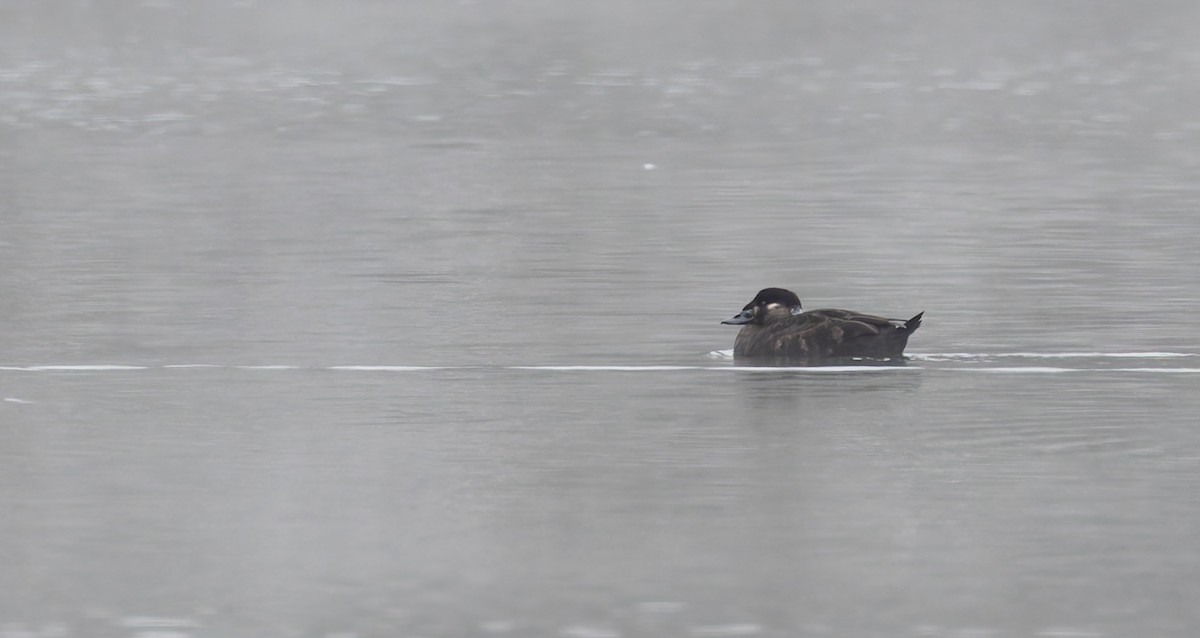 turpan pestrozobý - ML646459424