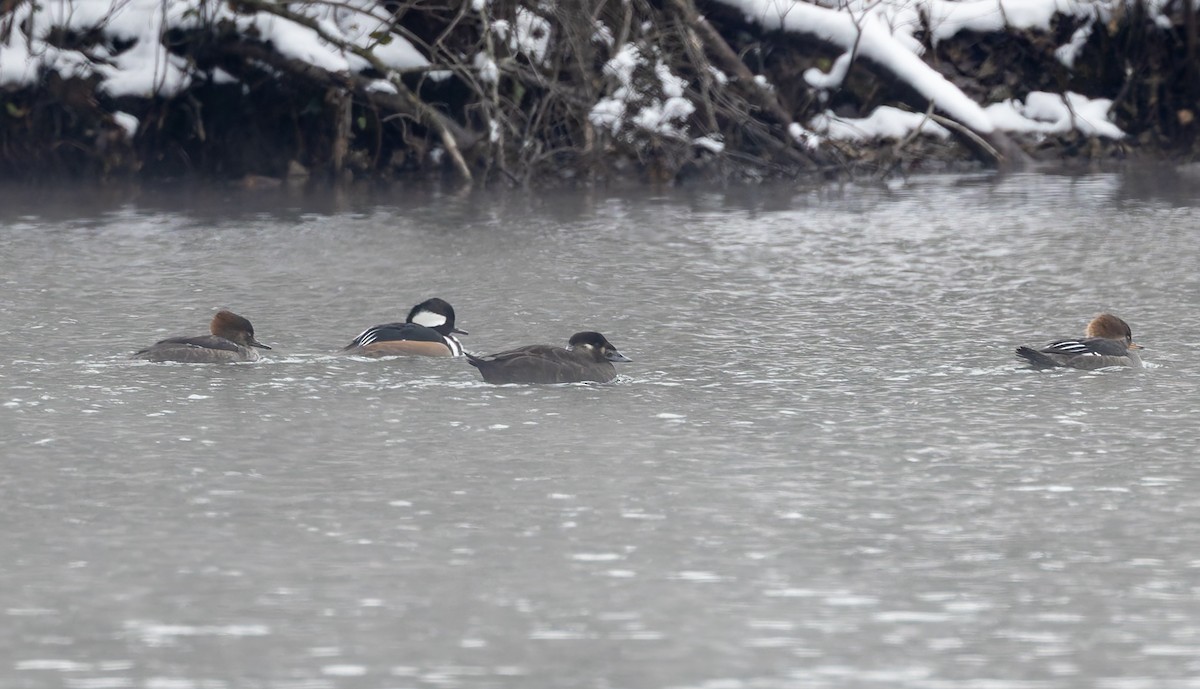 turpan pestrozobý - ML646459425