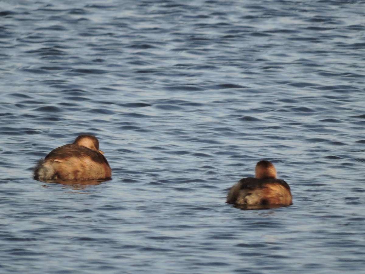 Little Grebe - ML646459427