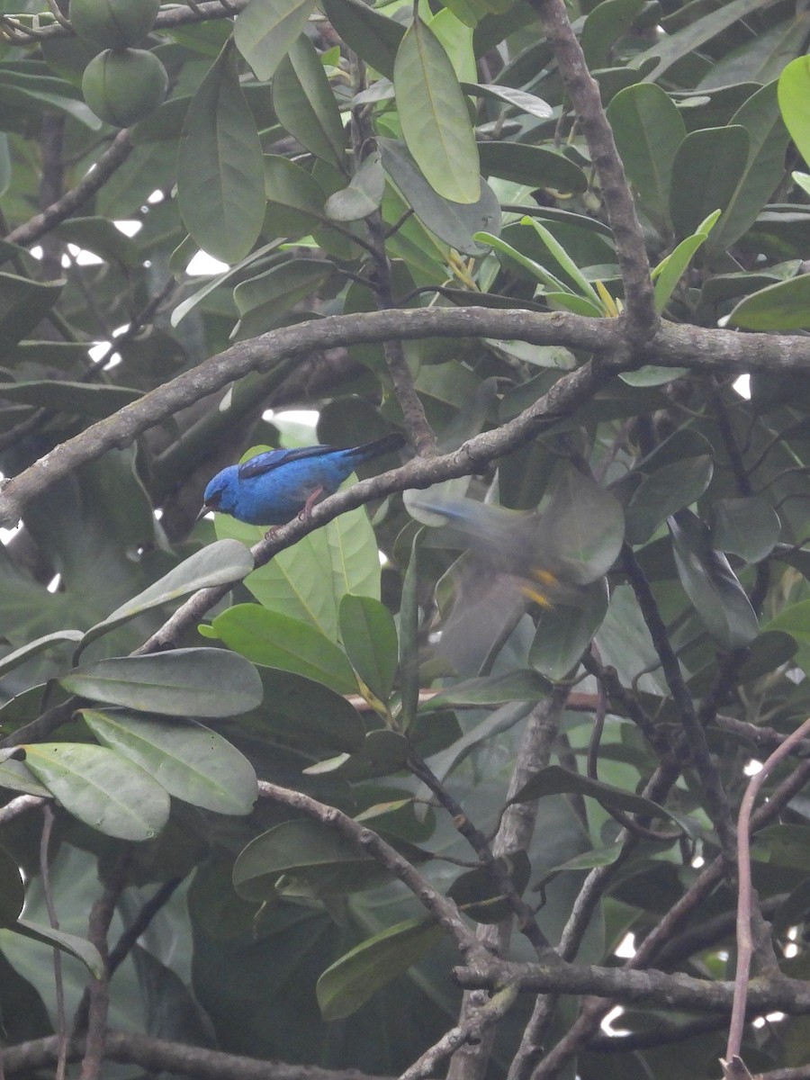 Blue Dacnis - ML646459428