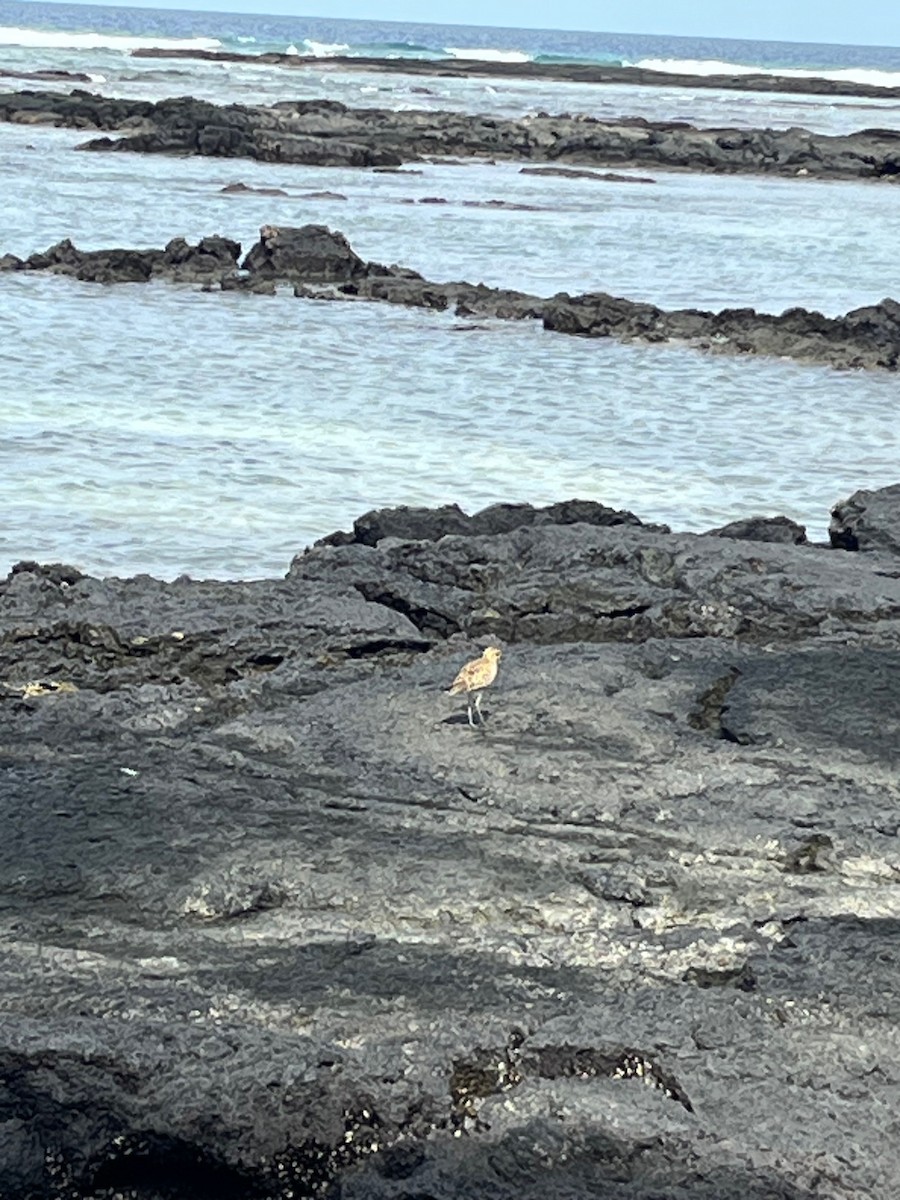 Pacific Golden-Plover - ML646459429