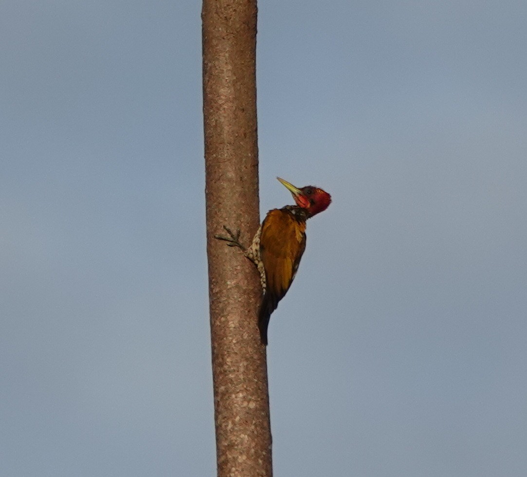 Red-headed Flameback - ML646459430