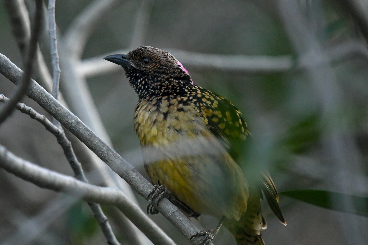 Western Bowerbird - ML646459431